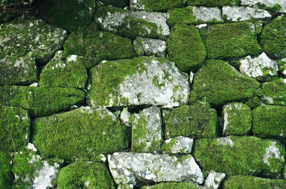 Moss Removal Vancouver Island